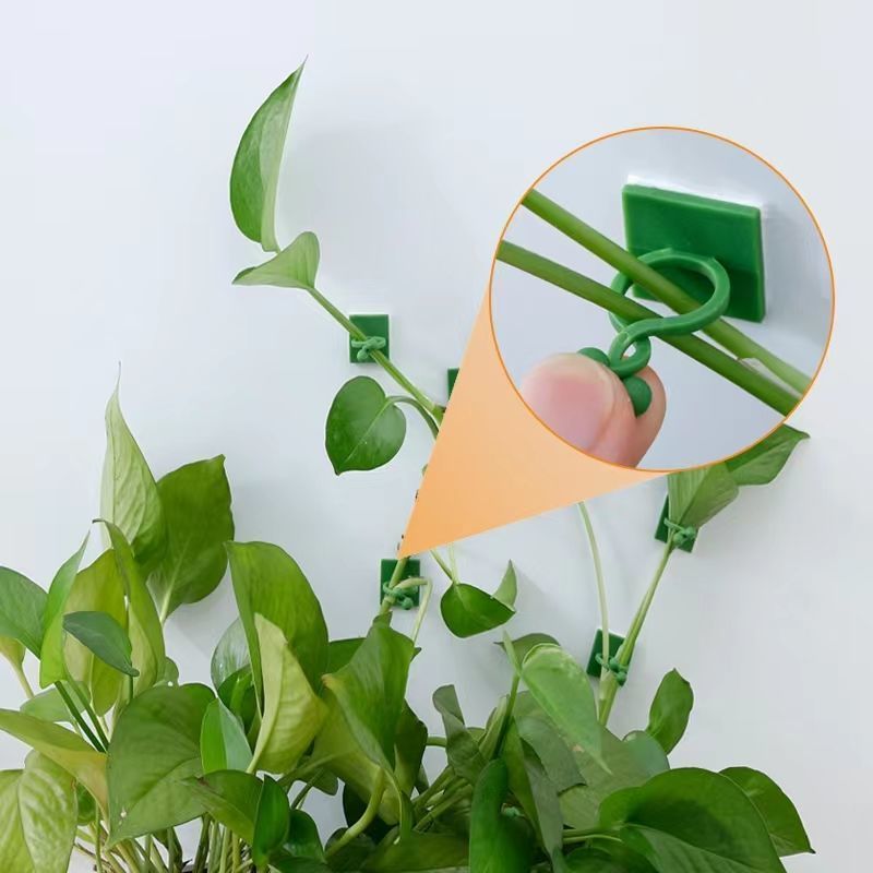 Self‑Adhesive Plant Climbing W - Wall Anchor Plastic 评论和价格