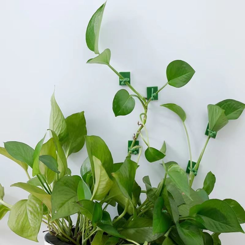 Self‑Adhesive Plant Climbing W - Wall Anchor Plastic 评论和价格