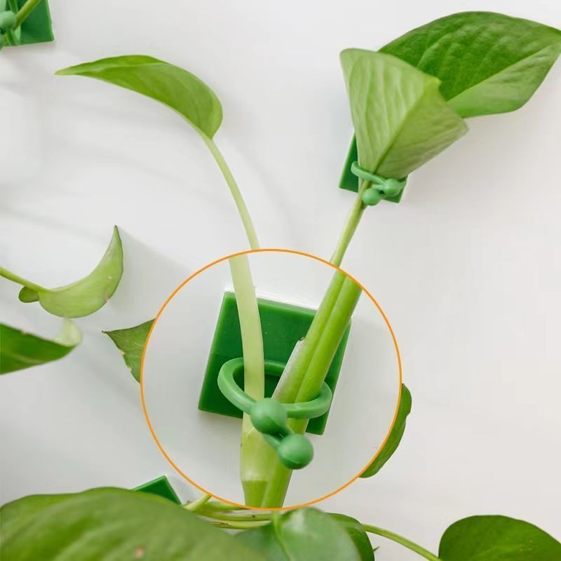 Self‑Adhesive Plant Climbing W - Wall Anchor Plastic 评论和价格